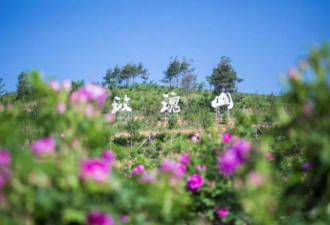 长春这里有座“玫瑰山” 太美了快打卡