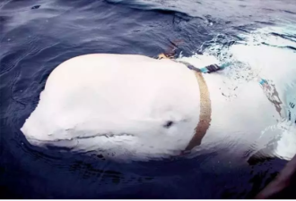 疑受过俄罗斯训练 “白鲸”现踪瑞典外海
