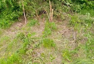 树林如厕差点被老虎咬死 可能被罚18万