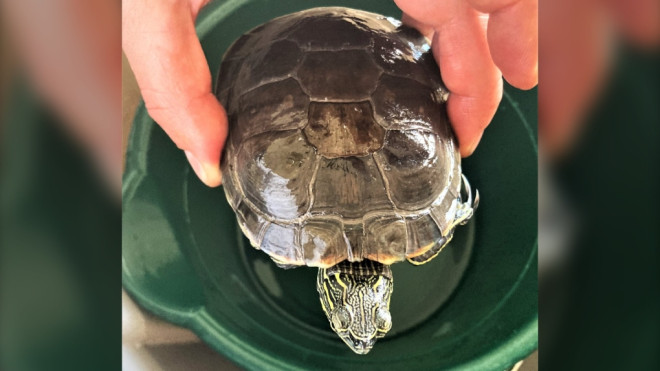 A threatened turtle was seized by conservation officers after two people tried to sell it online. (BCCOS/Facebook)