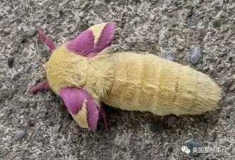 网友发现一只新奇小虫 又粉又甜 仿佛童话生物