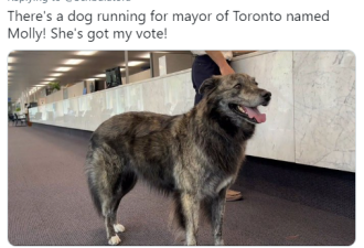 搞笑！多伦多网民票选市长，第一竟是个流量明星！