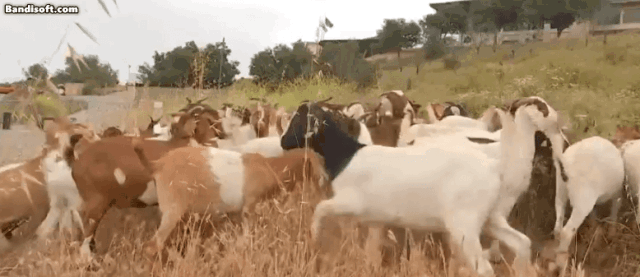 南加派700只山羊执行任务 两周“吃出防火带”
