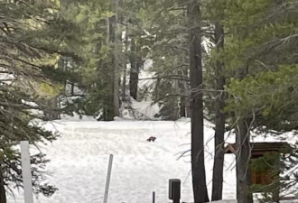 加州发现罕见金钢狼 百年内第二次被目击