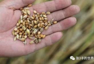 河南小麦抢收困局的农村危局：不止是“人少了”