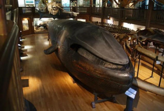 巨大的鲸鱼做成标本 鱼肚子里建了客厅