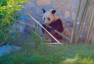 丫丫回国：北京动物园首公开“增肥”片！