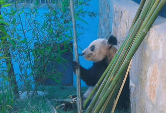 丫丫回国：北京动物园首公开“增肥”片！