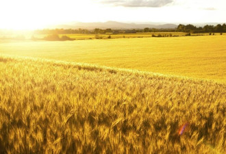 乌大坝被毁：粮食供应担忧再起 小麦玉米价格走高
