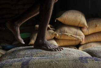 厄尔尼诺现象出现 印度稻米价格攀至10年来新高