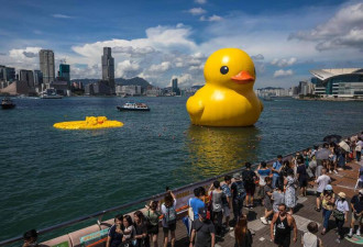 “黄色小鸭”重返香港！首日展出就炸了