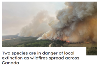 糟了！加拿大两个濒危物种面临灭绝威胁，恐致生态失衡