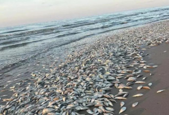 成千上万死鱼冲上海滩 惊悚现象原因为何