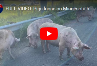 美国卡车高速公路翻覆 数十头猪狂窜