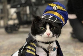 它从流浪猫变成旧金山机场治愈小队成员