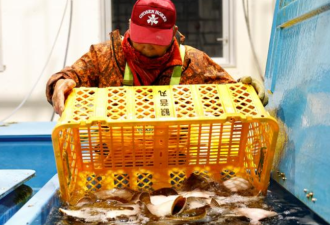 福岛核废水入海政治化 日渔民不支持