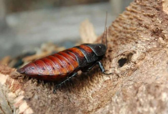 一只6厘米的大蟑螂 有一天可能救你的命