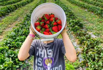 周末去哪儿玩儿！2023多伦多周边农场采摘草莓攻略！