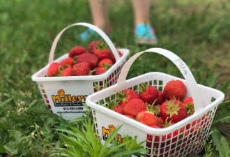 采摘季开始！渥太华这些地方有最甜美的草莓、树莓、蓝莓…