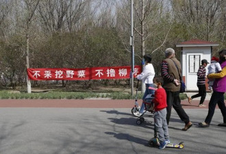 华人大妈国外组团挖竹笋，被警方一锅端