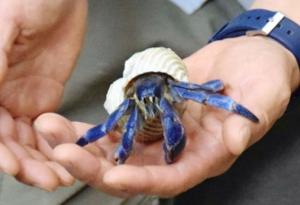 两名中国游客在冲绳抓了682只寄居蟹，结果被逮捕了......