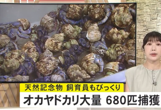 两名中国游客在冲绳抓了682只寄居蟹，结果被逮捕了......