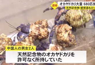 中国夫妇游冲绳企图掘走682只寄居蟹，被捕辩称“因为馋嘴”