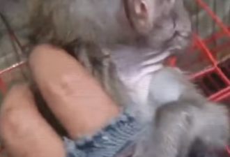 BBC揭虐猴产业链 把小猴扔搅拌机 拍斩首视频