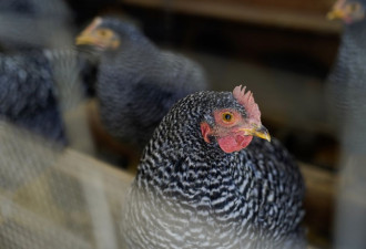 全球第二！美国批准实验室人造鸡肉销售