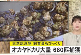 中国夫妇日本旅游抓了683只寄居蟹被捕