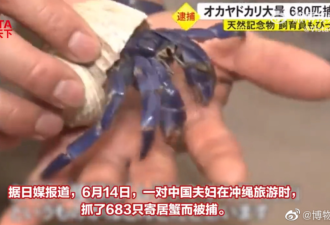 中国夫妇日本旅游抓了683只寄居蟹被捕