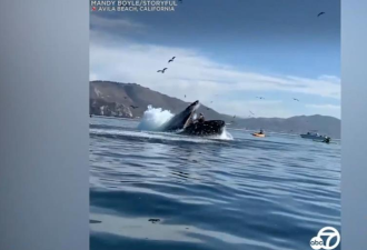 加州2女乘皮划艇遭鲸鱼一口吞下 可怕画面曝光