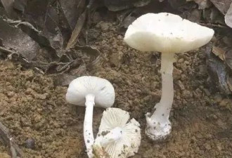 广东多地爆食用野生蘑菇中毒 5死15发病