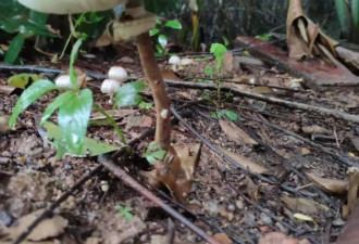 广东多地爆食用野生蘑菇中毒 5死15发病