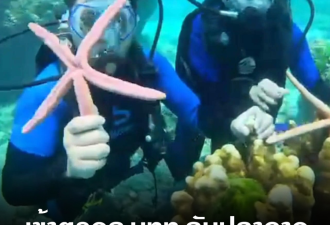 恐怖重罚！中国游客在泰国爬珊瑚摸海星，最高坐牢2年