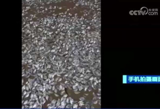 海洋异常升温 美国和泰国的海滩惊现大量死鱼