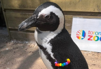 【视频】多伦多动物园给动物们庆祝骄傲节：吃彩虹食物和冰棒