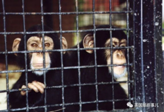 黑猩猩被关29年重获自由 看哭无数网友