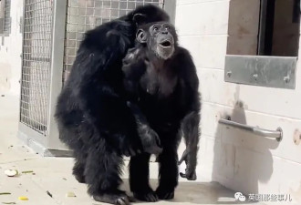 黑猩猩被关29年重获自由 看哭无数网友
