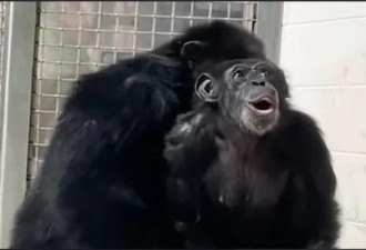 黑猩猩29岁第一次看天空的眼神令人心疼