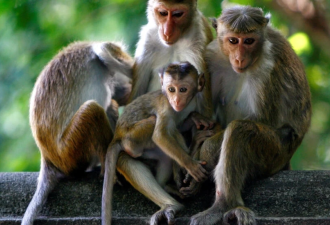 斯里兰卡被告上法庭 放弃向中国出口十万猕猴计划