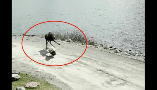 Moose chases grizzly bear in a wild scene caught on video