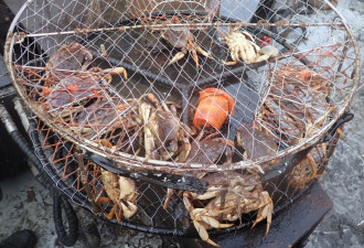 加拿大亚裔男子抓螃蟹被罚款16万：&quot;看别人这么做都没事&quot;
