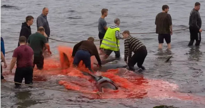 法羅群島的傳統捕鯨活動Grindadráp。(圖/翻攝自臉書「Captain Paul Watson Foundation UK」)