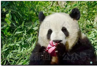 上过央视的网红熊猫饲养员 婚内出轨睡粉