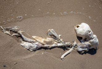 澳洲沙滩发现“人鱼”遗骸？ 专家这样说……
