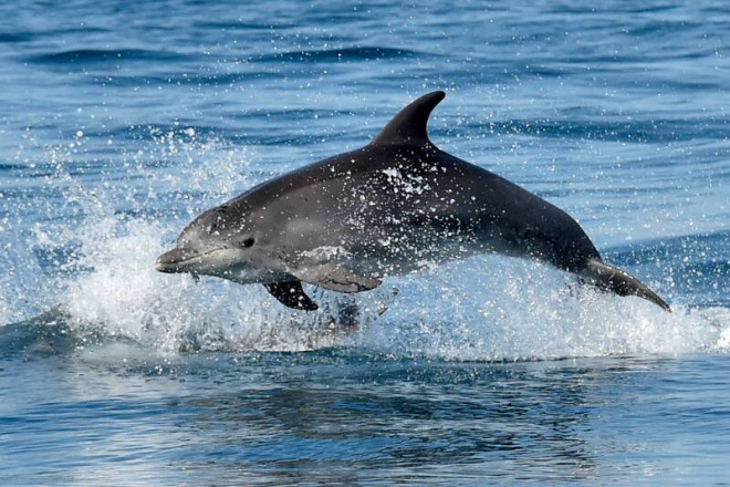 日海水浴場驚現「野生海豚」!老翁遭撞擊肋骨骨折雙手咬傷- 國際- 自由時報電子報