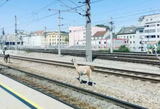 火车停摆！羊驼入侵导致维也纳火车站瘫痪