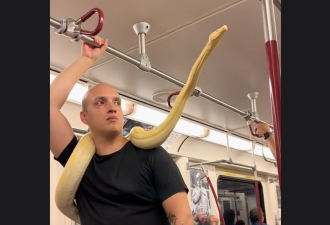 【视频】多伦多男子身上缠一条蟒蛇搭TTC 狂吐信子乘客吓呆了