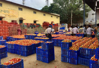 印度番茄价格飙涨700％酿2死 农民一跃成百万富翁